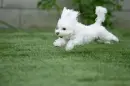 Cute Dog