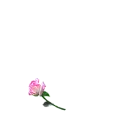 coeur en fleurs
