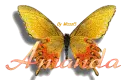 Amanda Butterfly