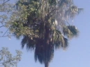 palm tree