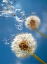 dandelions