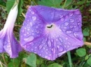 purple flowers