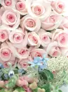PINK ROSES