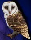 :~:SOREN-Guardians  of Ga'Hoole