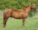 Draft Horse