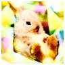 cute baby bunny