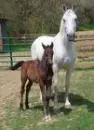 Foal Painting