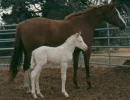 Mare and Foal