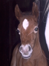 Foal