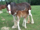 Clydesdale Mare and Foal