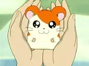 Hamtaro