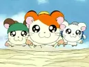 Hamtaro
