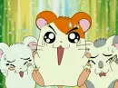 Hamtaro