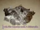 Kitten Pile!