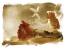 rose angel