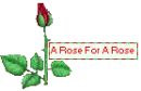 A rose for Rose