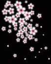 pink flowers on a black background