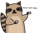 raccoon ninja
