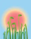 flowers growing on the sun