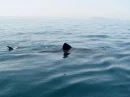 sharksssss