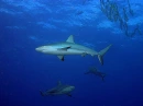sharksssss