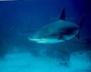 sharksssss