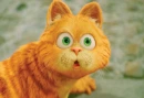 Kocicak