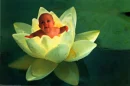 baby in flower