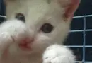 kitten
