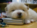 aww cute puppy