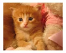 awww cute kitten