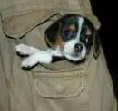 doggy