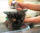 cat bathtime