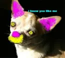 sexy chihuahua