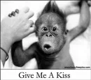 monkey