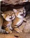awwwwwwww!!!!! cute kitties