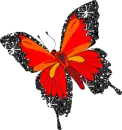 pretty butter fly