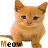 CUTE KITTY