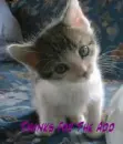 A Kitty Thanks