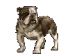 Peeing Pit Bull