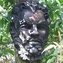 Greenman Totum