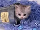 kitten