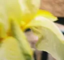 yellow flower