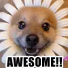 awsome!