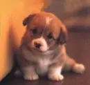 sweet pup