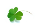 clover