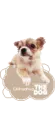 CUTE DOGGY