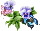 butterfly