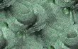 green roses