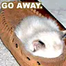 kitten